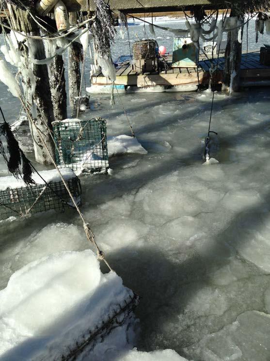 Ice around oyster cages Oysters temperature and ice. In general small (one inch) oysters survived temperatures of 7 degrees out of the water for an amazing 4 hours while inside bags or cages.