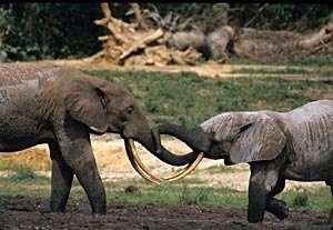 Tarangire Elephant