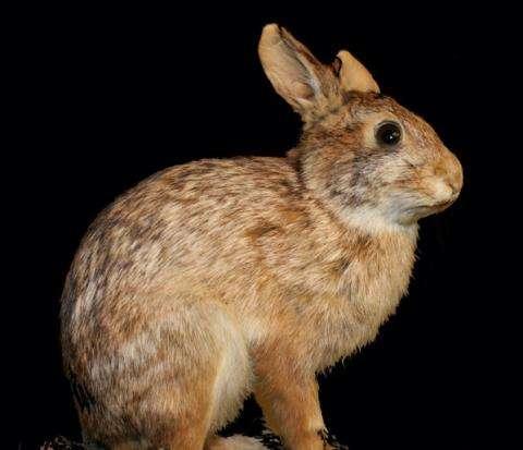 New England Cottontail Rabbit Sylvilagus transitionalis Being called the Spotted Owl of the East State endangered in all NE states