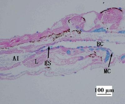 larvae. (a) 1 DAH (HE), show the initial buccopharyngeal cavity, oesophagus and intestine. (b).