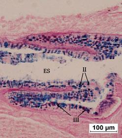 larvae. (a) 3 DAH, note the presence of goblet cells and two different regions (HE).