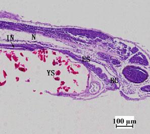 Ontogeny of digestive tract in mud loach larvae J Zhang et al.