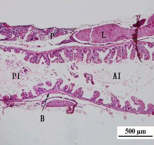 (e) Posterior part of intestine of 15 DAH larvae (HE).