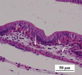 (h) Show the mid-intestine of 20 DAH larvae (HE).