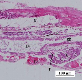 Ontogeny of digestive tract in mud loach larvae J Zhang et al. Aquaculture Research, 2016, 47, 1180 1190 Liver and pancreas The liver and pancreas were not formed at hatching.