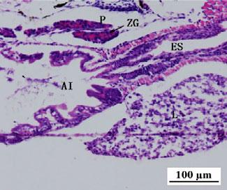 As larvae grew, the arteries and veins also grew in number, and the cytoplasm of hepatocytes filled with vacuoles (Fig. 5d).