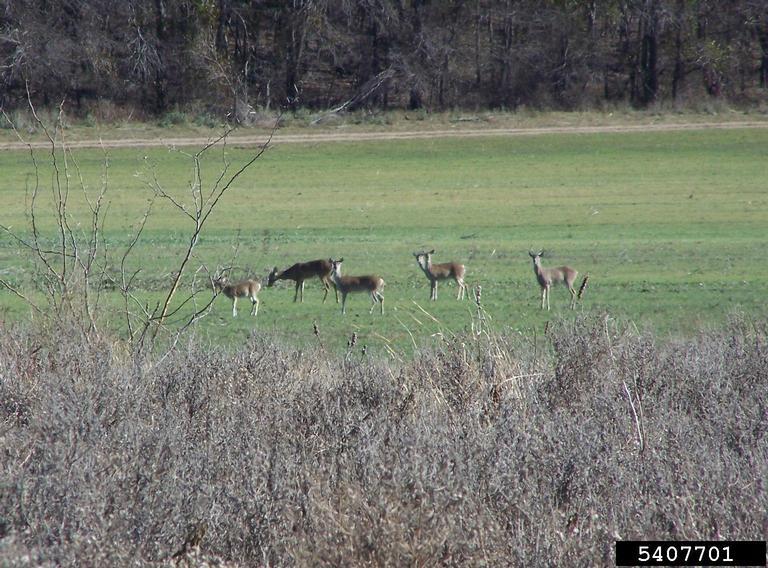 Farmers perceptions of white-tailed deer damage to row crops in 20 Georgia counties during 2016. Michael T.