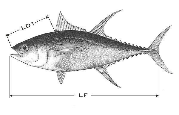 An exception is made for measuring the lower-jaw fork length of billfish, in which case the tape measurement should be over the body contour of the fish (i.e. curved body length). See section 4.3.