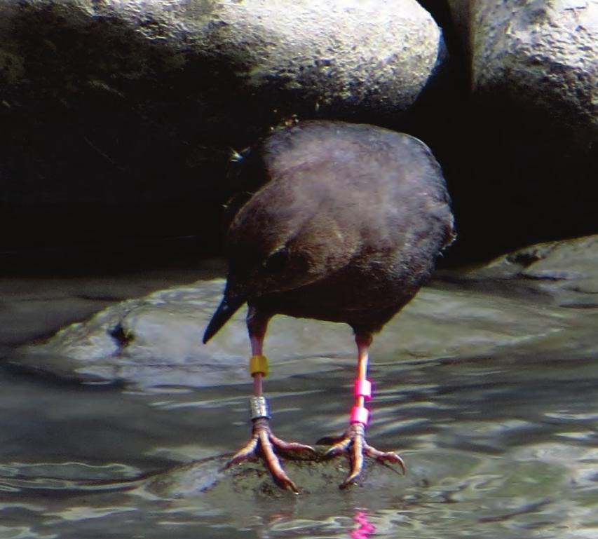 American Dipper Methods: Banding of dippers to monitor