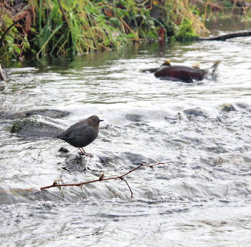 Preliminary Findings 246 dippers banded across four watersheds.
