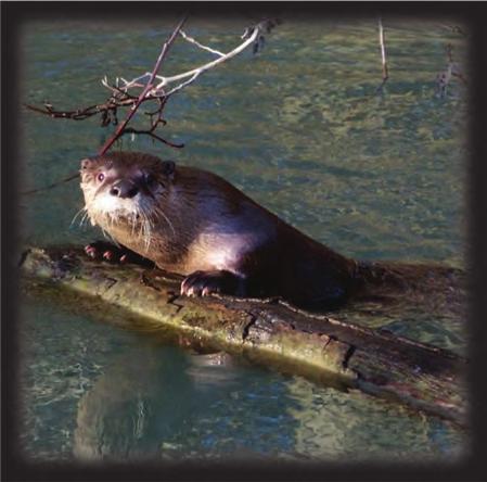 River Otter Objective: Determine distribution and movement patterns.