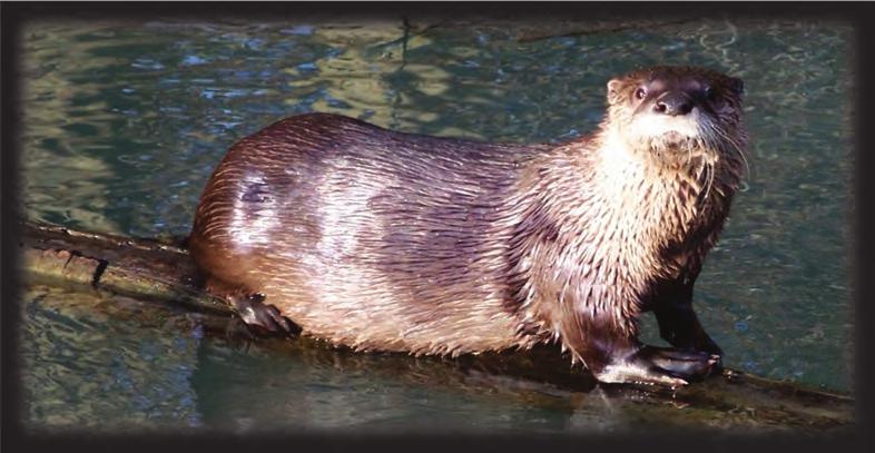 River Otter Objective: Determine distribution and movement patterns.