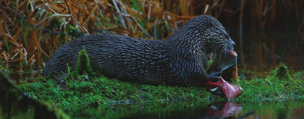 Hypothesis: Otters will expand distribution following salmon restoration