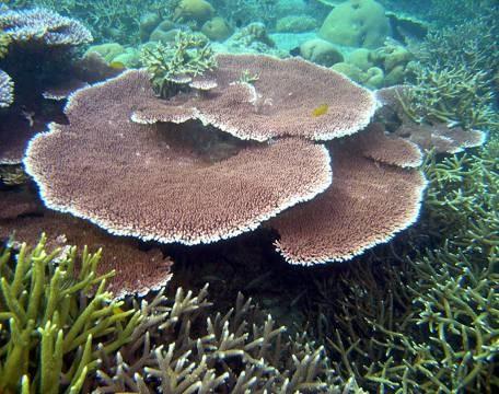 Functions of Marine Parks in Malaysia Accord special protection to aquatic fauna and flora, to preserve and