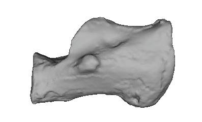 naledi has human-like head and neck torsion relative to the talar trochlea. In contrast, the StW 88 (Au. africanus?) talus has low torsion, more similar to that found in modern apes.