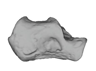 naledi head and neck are positioned dorsally relative to the trochlear body (line drawn passes through the proximal and distal extent of the articular surface of the talar trochlea).