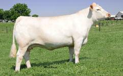 Very few purebred Charolais females combine the proper size, structure, udder quality, power, look, and producing ability that this special female offers.