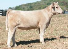 Ellie 036X 50% Charolais Cow (pending) DOB: 5/10/10 BW -0.