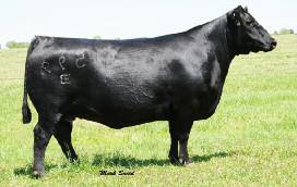 Selling one fall yearling daughter by BC Lookout plus the first confirmed pregnancy by GVC Suh 01W Our first Run for the Roses is packed with foundation female opportunities beyond compare, and this