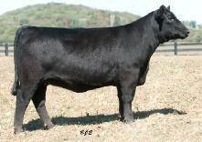 TN. Lady EXT 599 is a maternal sister to the Horsley Brothers and R&R cattle herd sire, CRCC Granger.