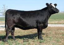 0 O C C DIXIE ERICA 938E O C C DIXIE ERICA 785B For Reference Only Donor Dam of Lot 11 Selling one bred daughter by 3C Macho plus six frozen embryos by Meyer 734 and Discovery She s back and ready to