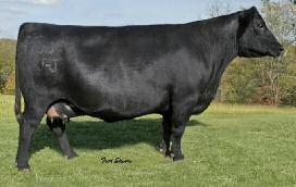 The epitome of lasting maternal quality, JO39 raises the bar for other Angus cows with her consistent, leading quality. Daughters have been features across the USA and this trio is excellent.