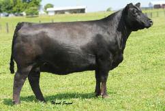 Always a physical standout, 5458R sure looks to be the next great female from the famous Dixie Erica tribe that includes many industry leaders in top outfits of all different types.