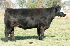 Lot 30 30 BFSC/OWC 62 Cow DOB: Spring 2006 THE WITCH DOCTOR K- CARNEY MAN MEYER 734 X ANGUS ANGUS ANGUS ANGUS Bred to calve February 19 to Boardwalk A stout and square, long-haired Carney Man