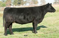 WOLFE FARMS AND BONNELL FAMILY SHOW CATTLE 31 BFSC/OWC 604 Cow DOB: Spring 2006 POWER PLANT THE WITCH DOCTOR MAINE BREAK MAINE BREAK ANGUS Bred to calve February 19 to One and Only A direct daughter