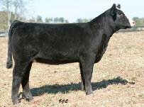 LADY E161 PRECISION 527 [NHC] E&B LADY SCOTCHMAN 75 527 Sells open BW 74 More power from the depths of the stout maternal core at M.A.C. Cattle, this dazzling Dream Catcher halfblood is the recent natural calf from the all-powerful 527 donor.