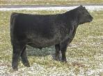 Plus, her sire is HXC Hammer 46P whose daughters include favorites like CARD Lillie, a Division Champion at the 2009 NJHS and the NAILE Junior Show as well as a Reserve Division crown in the 2009 ACA