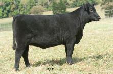 45 WCC Beauty 85X Angus Cow (pending) DOB: 2/20/10 Tag 85 O C C GENESIS 872G DCC NEW LOOK 101 O C C DIXIE ERICA 814G B C MARATHON 7022 HFS BEAUTY 724 HFS BEAUTY 533 Sells open The first daughter of