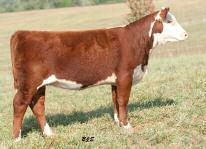 BURKS CATTLE COMPANY Lot 52 52 Burks 0598 Maui Queen 413X ET Lot 51 Hereford Cow 43124210 DOB: 2/15/10 BW Tag 413X +4.