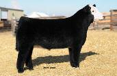 3 OWNED BY GREEN VALLEY CATTLE, ATKINSON, NE STF Dominance T171 ASA 2387605 Polled - Purebred STF