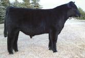 6 OWNED BY HUDSON PINES FARM, NY AND REM- INGTON LAND & CATTLE Full Moon ACA P339299 Polled - THF/PHAF