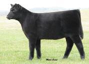 Bandy Maid 873 A Rose of a Different Color. 1 MA Bandy Maid 873 Angus Cow 14524936 BW +.