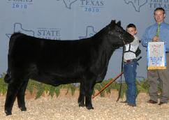 Her younger maternal sister by SAV Providence, Bandy Maid 01W, was recently selected as the Reserve Champion Angus Female of the 2010 Texas State Fair.