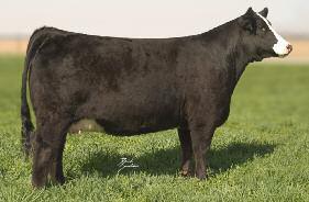 There is little doubt that this incredible three-quarter Simmental will go down in history as one of the most popular and productive females of all time.