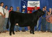 We came to know her as Connor Bonnell s dominant champion in 2004 when she claimed titles such as Supreme Champion Female of the 2004 Indiana State Fair, Grand Champion of the 2004 Simmental Breeders