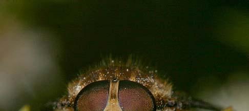 Gad Flies (Tabanidae) Gad flies (also called horse flies) generally resemble