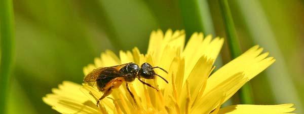 Many of the native bees will be seen carrying pollen sacs on their widened hind legs (like other
