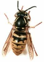 These are your typical yellow and black wasps (called yellow jackets in the USA). The common and German wasps can be tricky to distinguish in the field and we do not expect you to do so.
