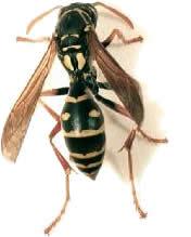 chinensis) is yellow and black, but appears skinnier than the Vespula wasps. The Australian paper wasp (P. humilis) is reddish and brown with some narrow yellow trim.