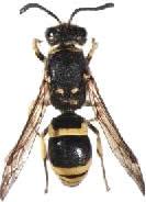 Wasps have 2 pairs of wings (flies have 1 pair), but the hind wings are often small and linked to, or folded under, the fore-wings, so this is usually not obvious on living specimens.
