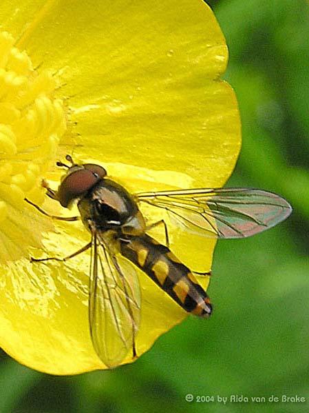Hover Flies (Syrphidae) Hover flies are an extremely variable family of flies that range from the large, bulky and hairy to the small, slender, and shiny.