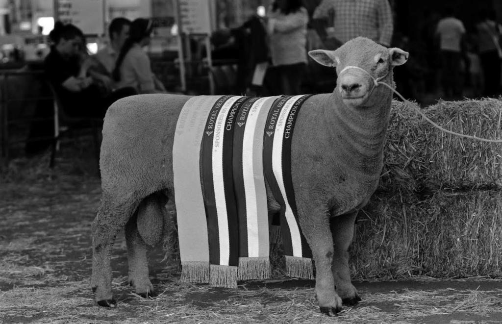 NATIONAL SOUTHDOWN STUD RAM AND EWE SALE ********************************* FRIDAY 20TH OCTOBER 2017 (After the interbreed judging) COMMENCING AT 5.