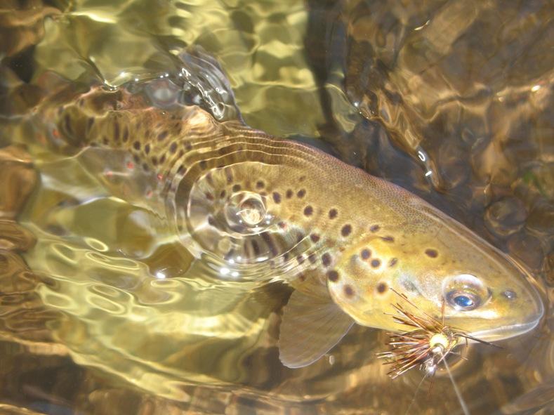 January 2011 FROM THE BANK OF THE STREAM President s Message T H E H A M M O N A S S E T C H A P T E R O F T R O U T U N L I M I T E D THE RISE A Farm River wild brown trout that survived the summer
