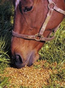 that apart from the issues of laminitis in the too-fat mare, we might also create some other problems like insulin dysregulation in the foal, Nielsen said.