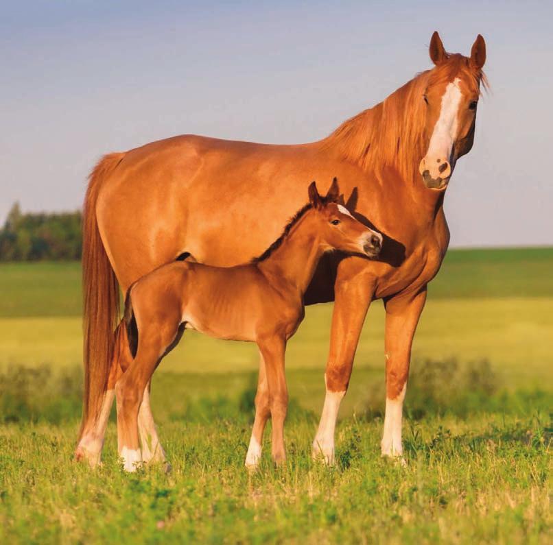 Protect the most vulnerable at the most vulnerable time GlycoGuard is the first activated probiotic supplement that supports gut health in the first days of a nursing foal s life.