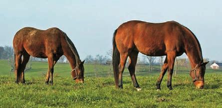 The broodmare needs good overall nutrition, with good-quality protein in adequate amounts, and plenty of energy, along with the right nutrients in terms of minerals both the macro- and micro-minerals